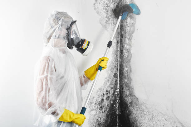 Best Mold-Related Health Consultation  in Rice Lake, WI