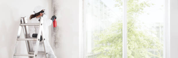 Best Real Estate Mold Inspection  in Rice Lake, WI
